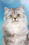 German Longhair Portrait
