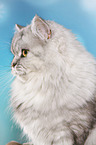 German Longhair Portrait