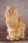 sitting German Longhair