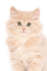 German Longhair Kitten