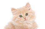 German Longhair Kitten