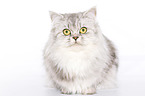 lying German Longhair
