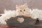 German Longhair Kitten