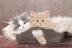 German Longhair Kitten