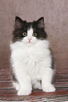 German Longhair Kitten