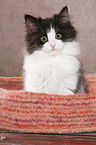 German Longhair Kitten