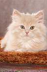 German Longhair Kitten