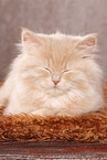 German Longhair Kitten