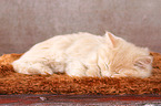 German Longhair Kitten