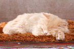 German Longhair Kitten