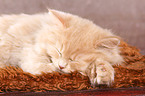 German Longhair Kitten