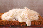 German Longhair Kitten