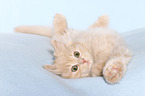 German Longhair Kitten