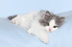 German Longhair Kitten