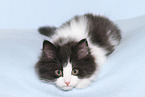 German Longhair Kitten