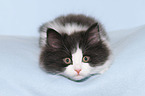 German Longhair Kitten