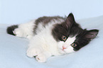 German Longhair Kitten