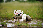muddy German Boxer