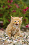 German Longhair Kitten