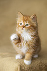 German Longhair Kitten