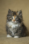 German Longhair Kitten