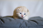 German Longhair Kitten