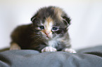 German Longhair Kitten
