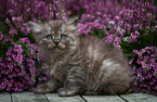 German Longhair kitten