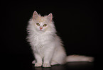 German Longhair kitten