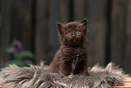 German Longhair kitten