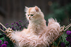 German Longhair kitten