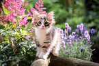 German Longhair Kitten