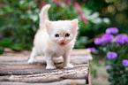 German Longhair Kitten