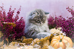 German Longhair Kitten