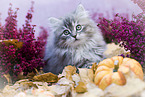 German Longhair Kitten portrait