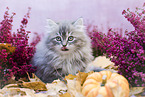 German Longhair Kitten portrait