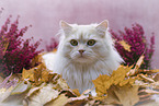 German Longhair portrait