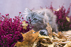 standing German Longhair Kitten