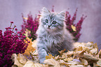 sitting German Longhair Kitten