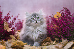 sitting German Longhair Kitten