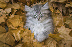 lying German Longhair Kitten