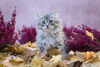 sitting German Longhair Kitten
