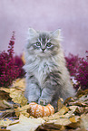 sitting German Longhair Kitten