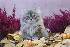 sitting German Longhair Kitten