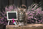 standing German Longhair Kitten