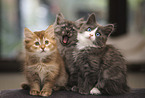 sitting German Longhair Kitten