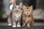 sitting German Longhair Kitten