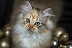 German Longhair Kitten portrait