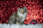 sitting German Longhair Kitten