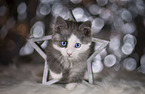 walking German Longhair Kitten